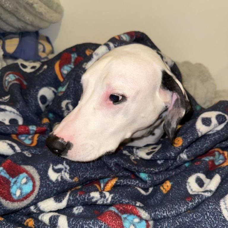 Enlarge Spot, a Adoptable Dalmatian in Clarksville, TN image 5/6