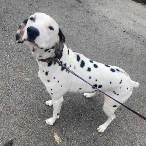 Enlarge Spot, a Adoptable Dalmatian in Clarksville, TN image 6/6
