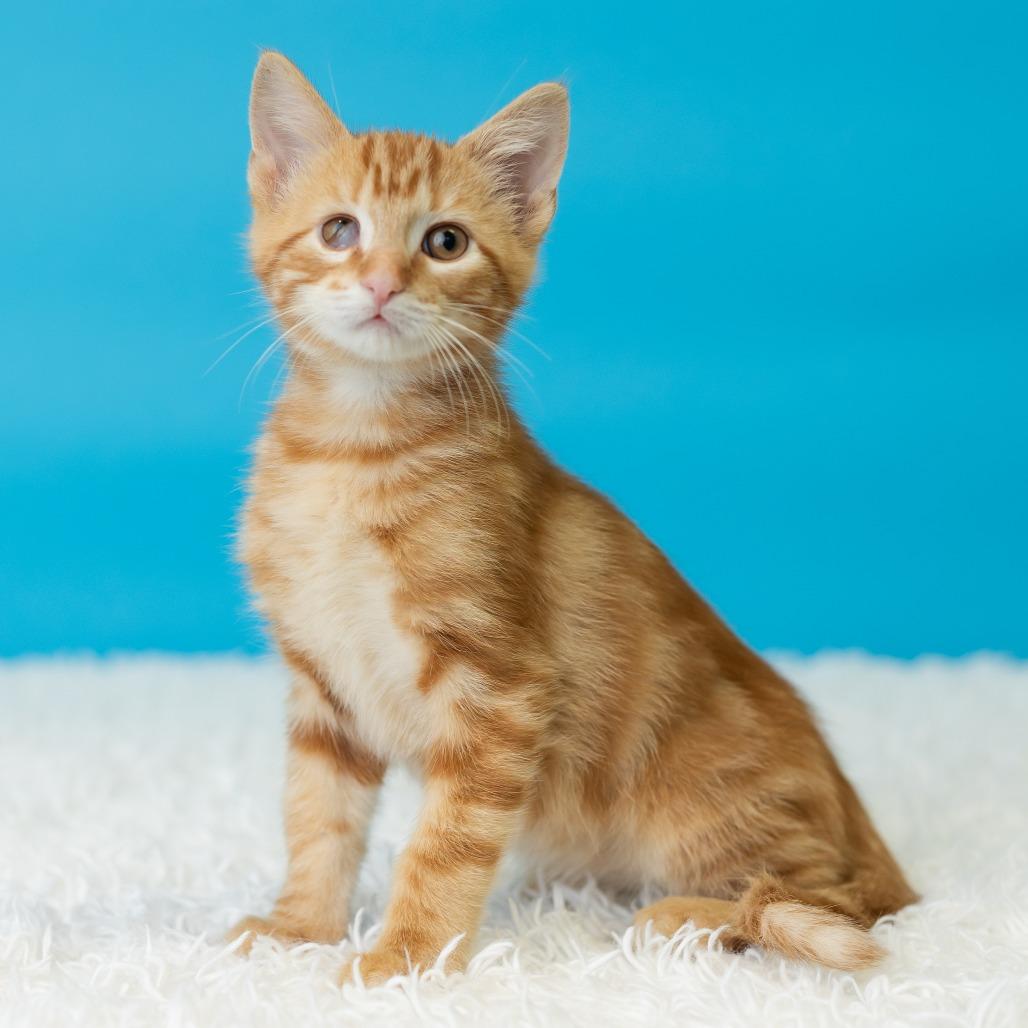 Enlarge Andrew Van Ginkel, a Adoptable Domestic Short Hair in St. Paul, MN image 1/5