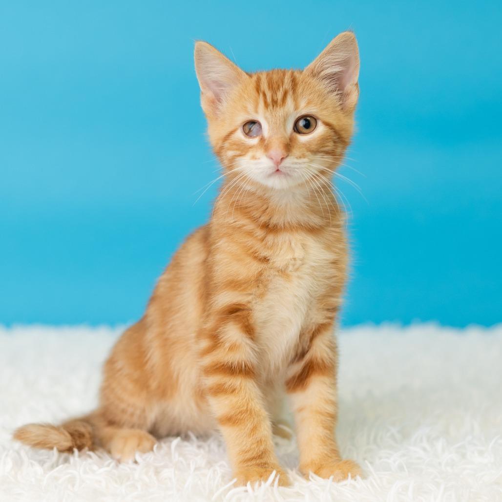 Enlarge Andrew Van Ginkel, a Adoptable Domestic Short Hair in St. Paul, MN image 2/5