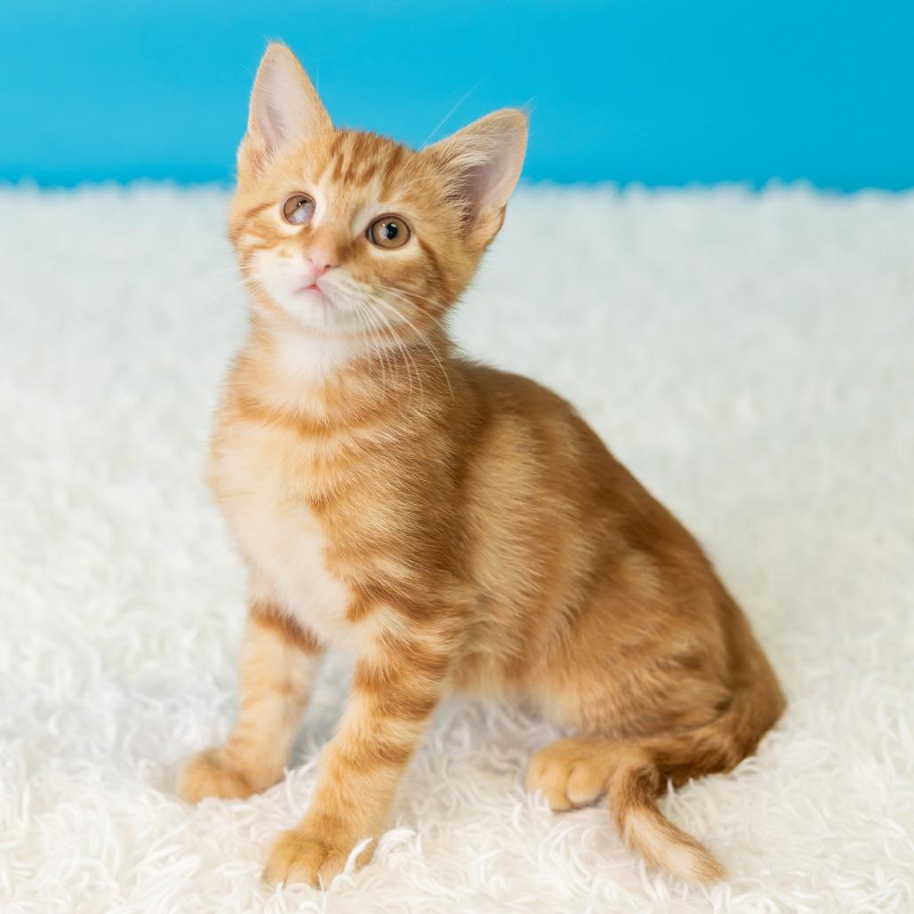 Enlarge Andrew Van Ginkel, a Adoptable Domestic Short Hair in St. Paul, MN image 3/5