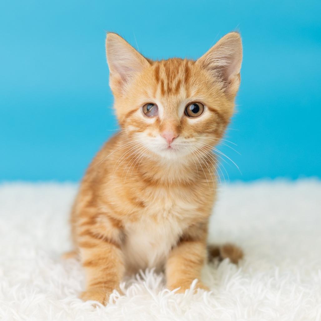 Enlarge Andrew Van Ginkel, a Adoptable Domestic Short Hair in St. Paul, MN image 4/5