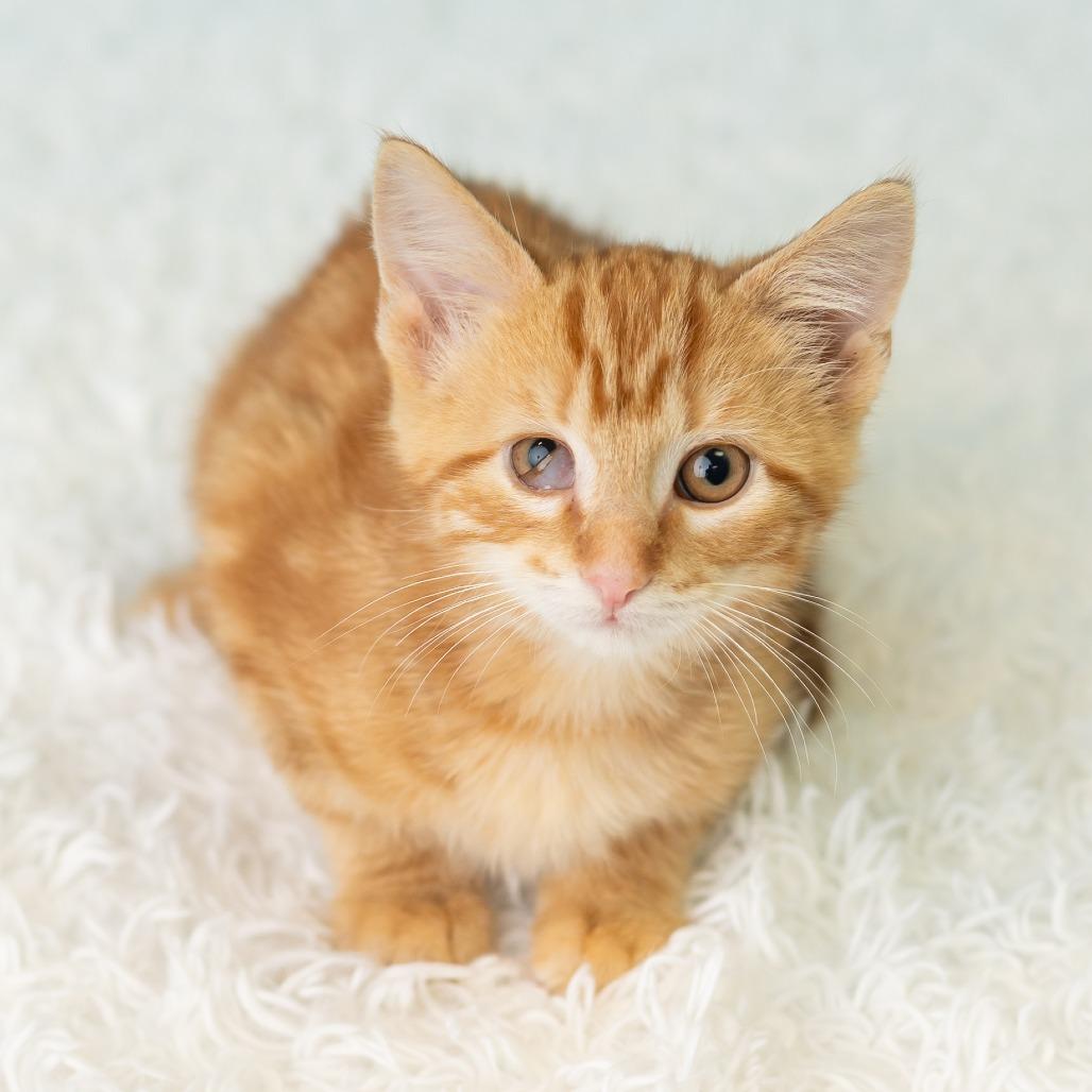 Enlarge Andrew Van Ginkel, a Adoptable Domestic Short Hair in St. Paul, MN image 5/5