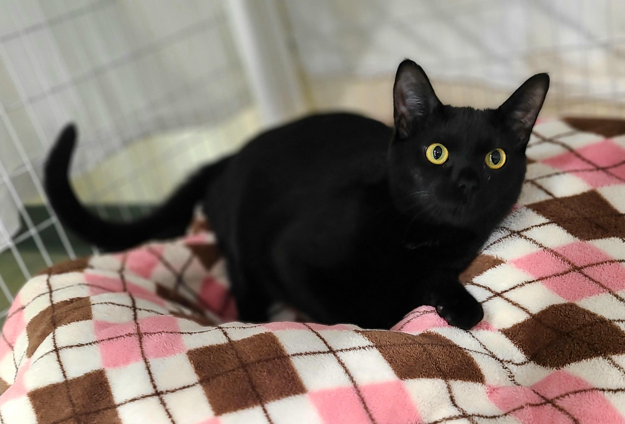 Linnie, ADOPTABLE, Young Female Domestic Short Hair.
