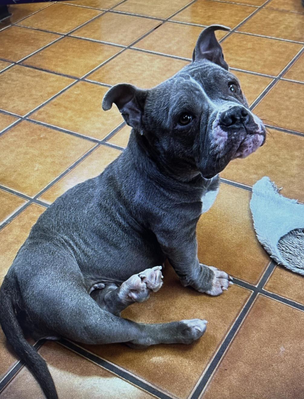 Enlarge Cookie, a Adoptable mixed breed in Austin, TX image 1/3