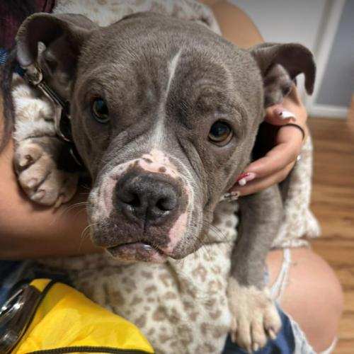 Enlarge Cookie, a Adoptable mixed breed in Austin, TX image 2/3