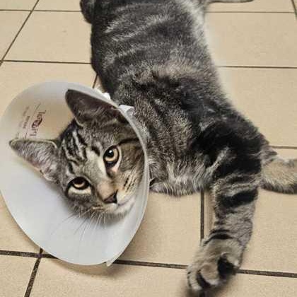 Clyde, a ADOPTABLE Domestic Short Hair in Jackson, MI image 3/3