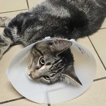 Clyde, a ADOPTABLE Domestic Short Hair in Jackson, MI image 2/3