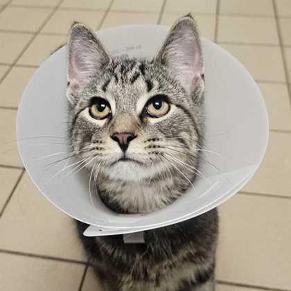 Clyde, ADOPTABLE, Adult Male Domestic Short Hair.