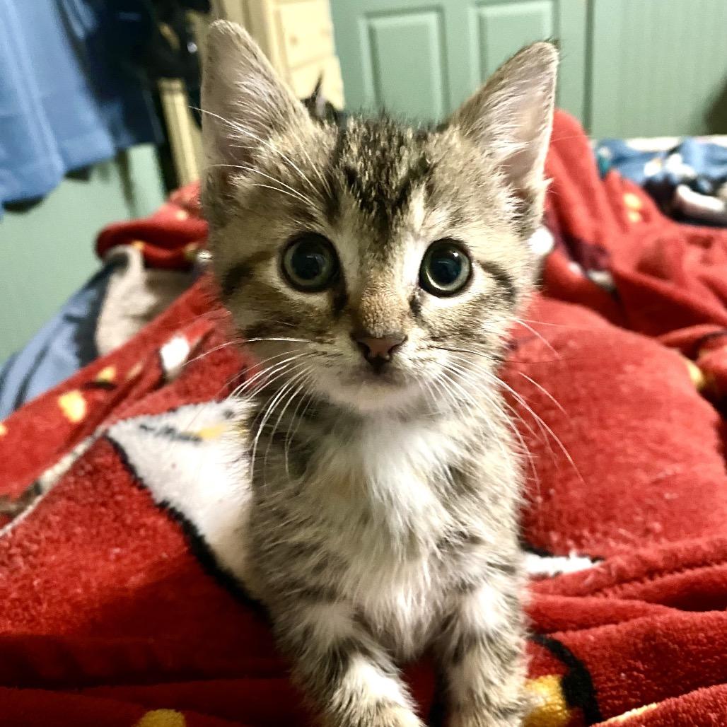 Cricket, Adoptable, Kitten Female Domestic Short Hair.