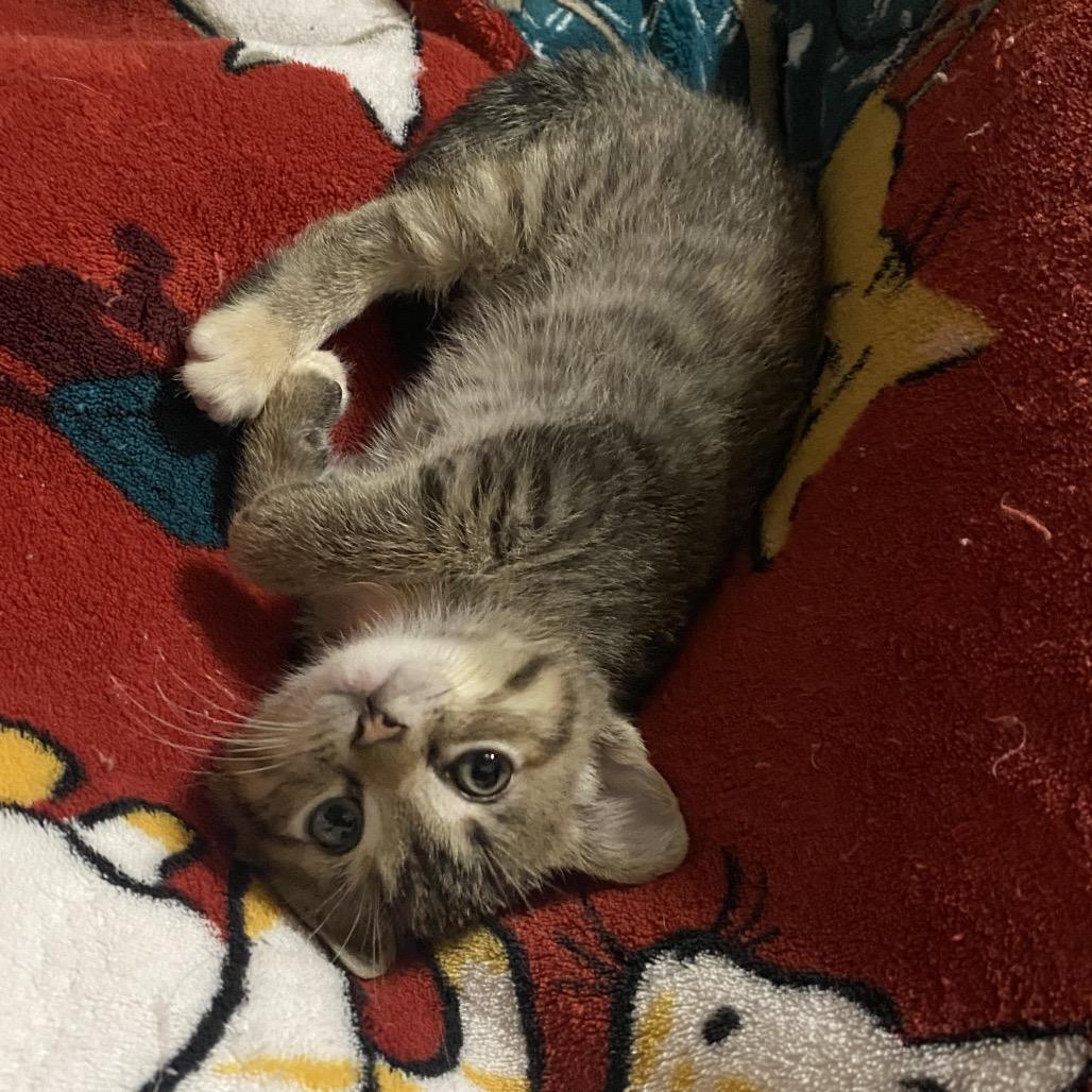 Cricket, Adoptable, Kitten Female Domestic Short Hair.