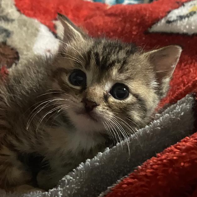 Enlarge Cricket, a Adoptable Domestic Short Hair in Foley, AL image 1/6