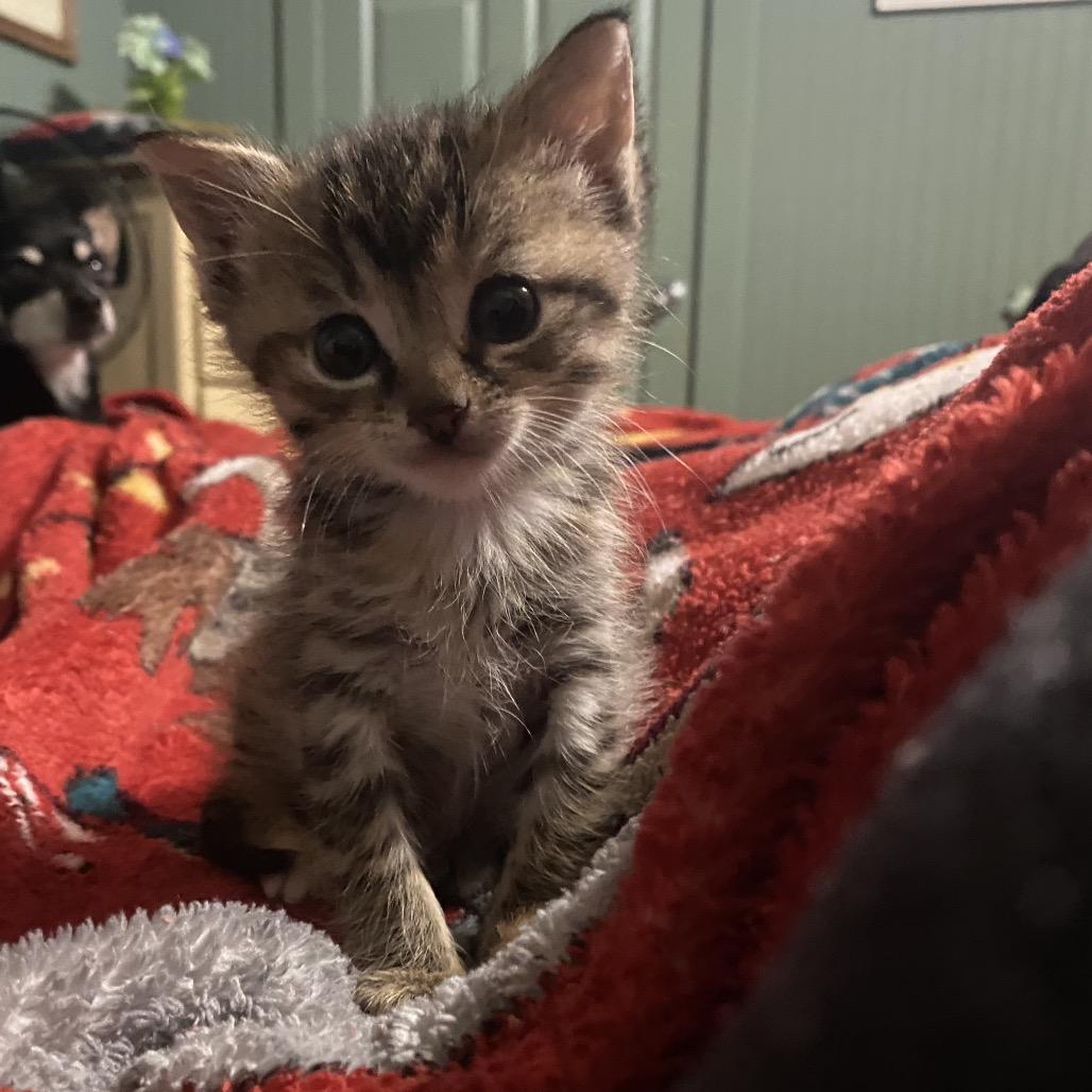 Enlarge Cricket, a Adoptable Domestic Short Hair in Foley, AL image 2/6