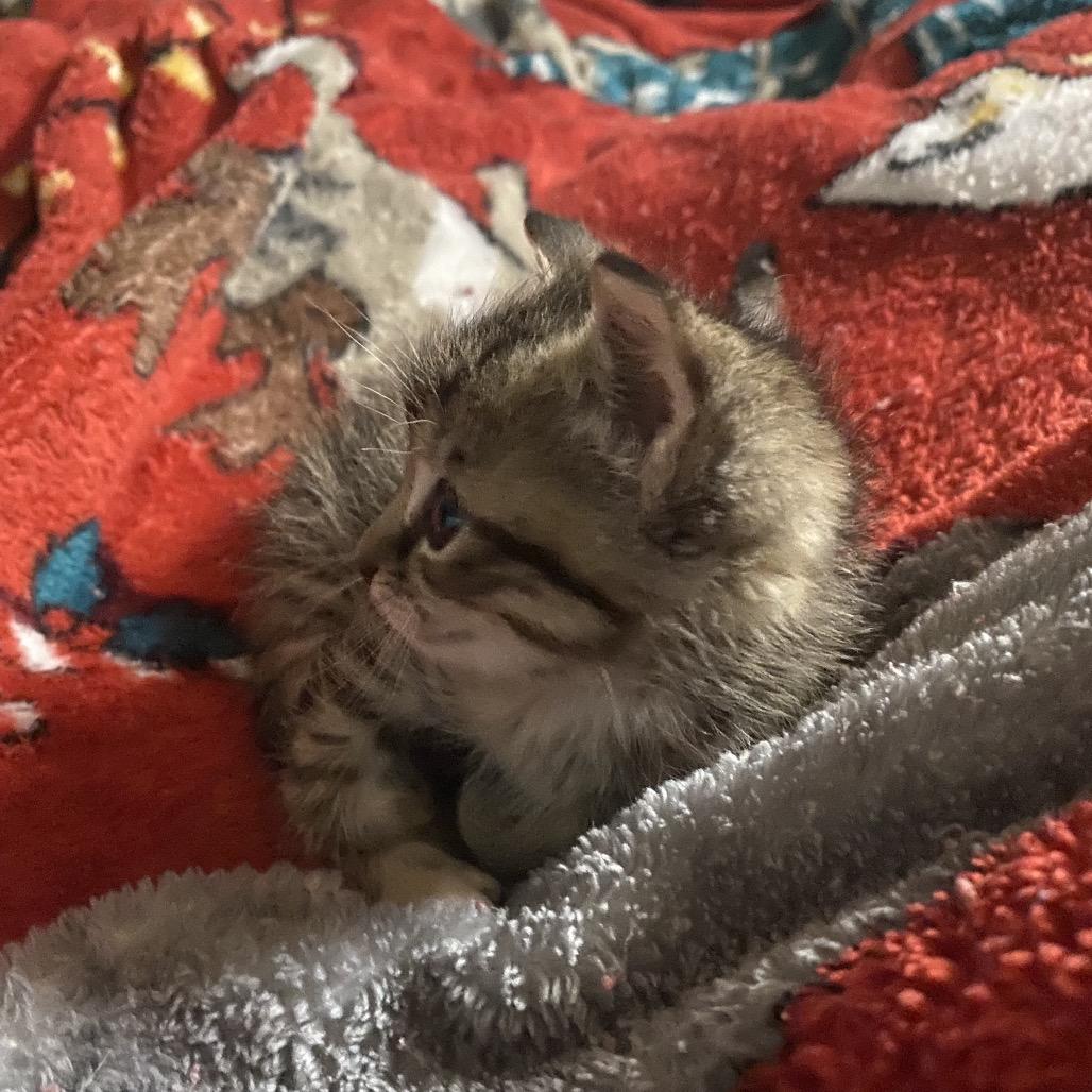 Enlarge Cricket, a Adoptable Domestic Short Hair in Foley, AL image 3/6