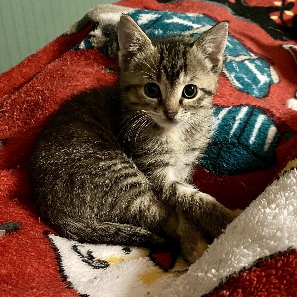 Enlarge Cricket, a Adoptable Domestic Short Hair in Foley, AL image 4/6