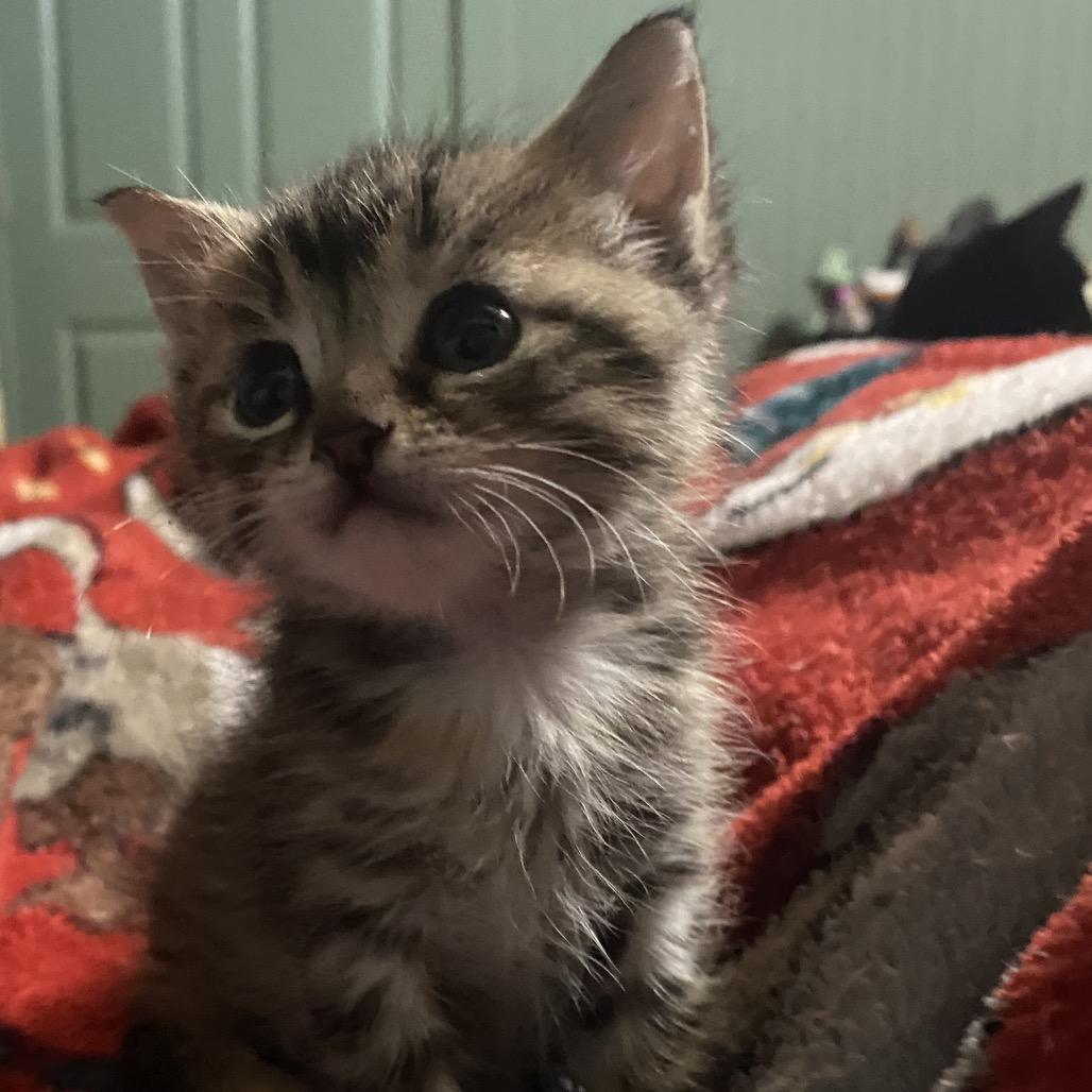 Enlarge Cricket, a Adoptable Domestic Short Hair in Foley, AL image 5/6