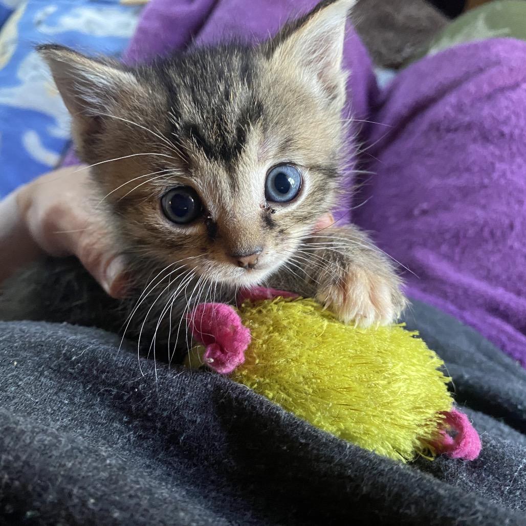 Enlarge Cricket, a Adoptable Domestic Short Hair in Foley, AL image 6/6