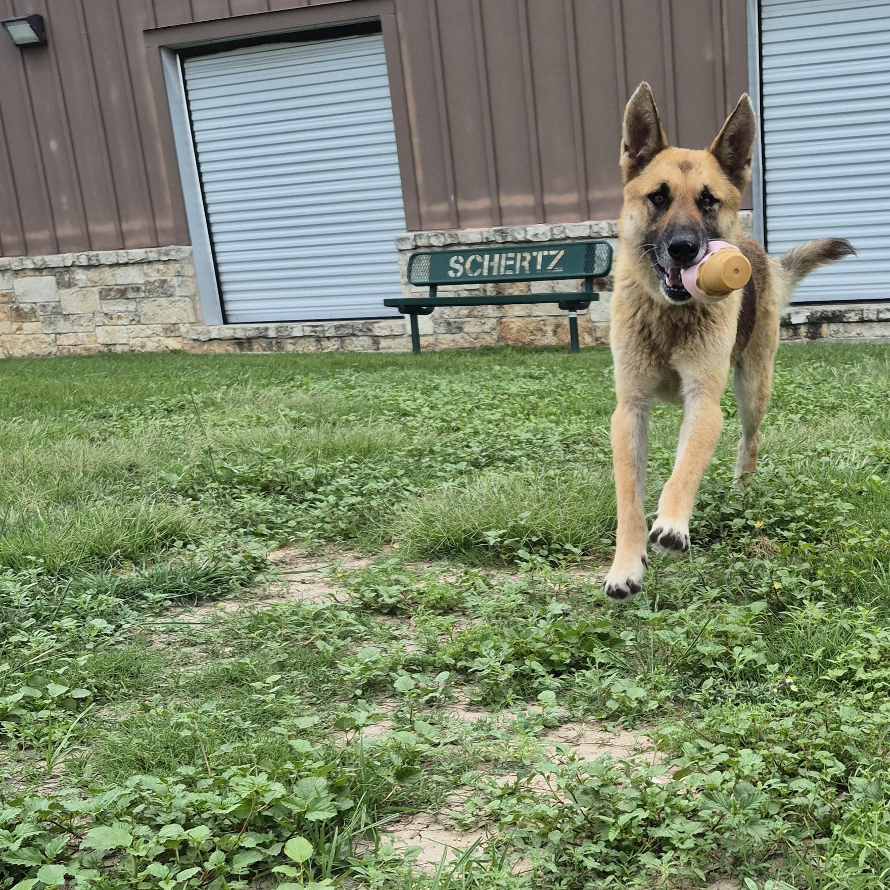 Enlarge Gemma, a ADOPTABLE German Shepherd Dog in Schertz, TX image 3/4