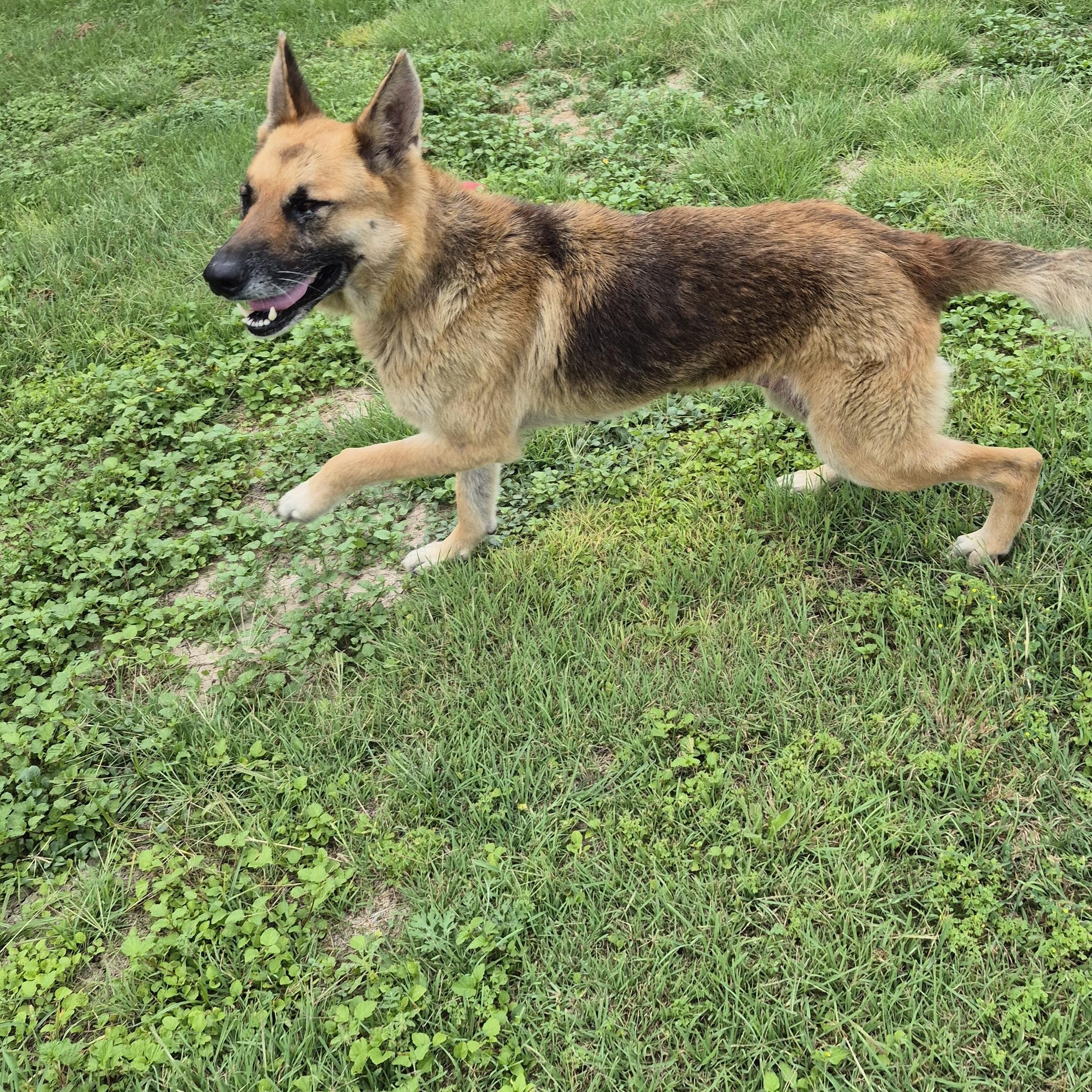 Enlarge Gemma, a ADOPTABLE German Shepherd Dog in Schertz, TX image 2/4