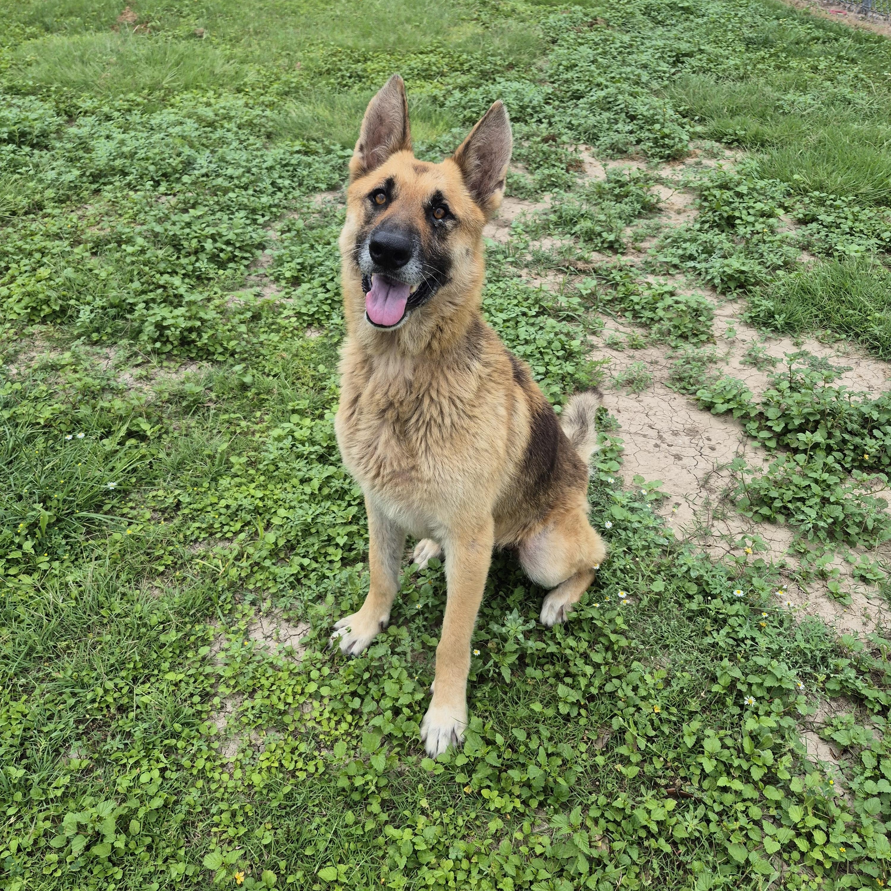 Enlarge Gemma, a ADOPTABLE German Shepherd Dog in Schertz, TX image 4/4