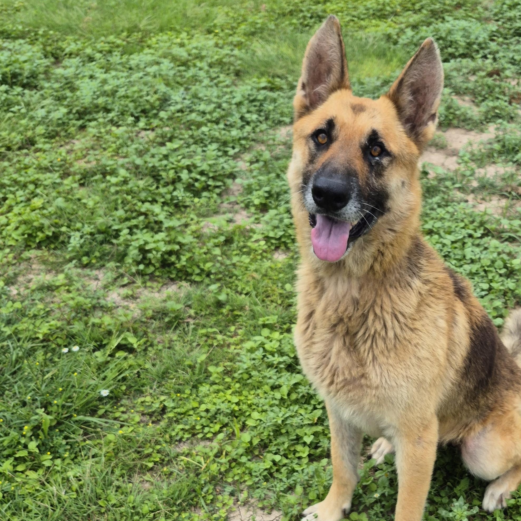 Enlarge Gemma, a ADOPTABLE German Shepherd Dog in Schertz, TX image 1/4