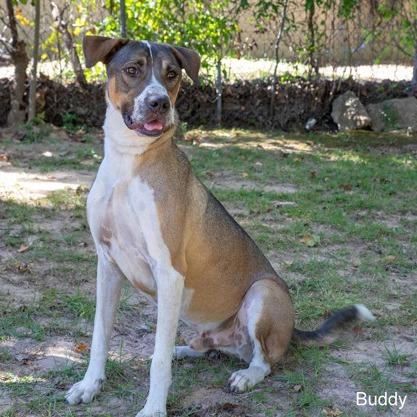 Buddy, a Adoptable mixed breed in Tyler, TX image 1/4
