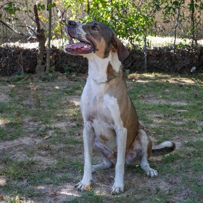Buddy, a Adoptable mixed breed in Tyler, TX image 2/4