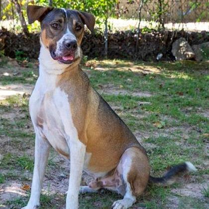 Buddy, a Adoptable mixed breed in Tyler, TX image 3/4