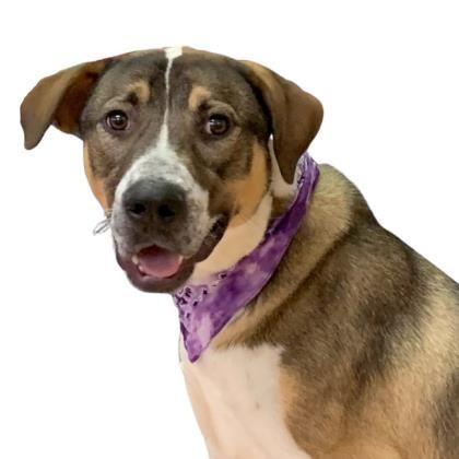 Buddy, a Adoptable mixed breed in Tyler, TX image 4/4