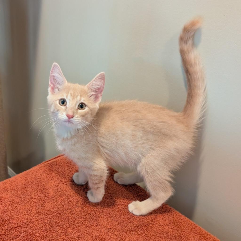 Enlarge Desi26, a Adoptable mixed breed in Youngsville, NC image 4/5