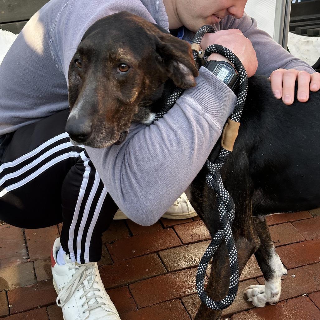 Shelby — thumbnail 2