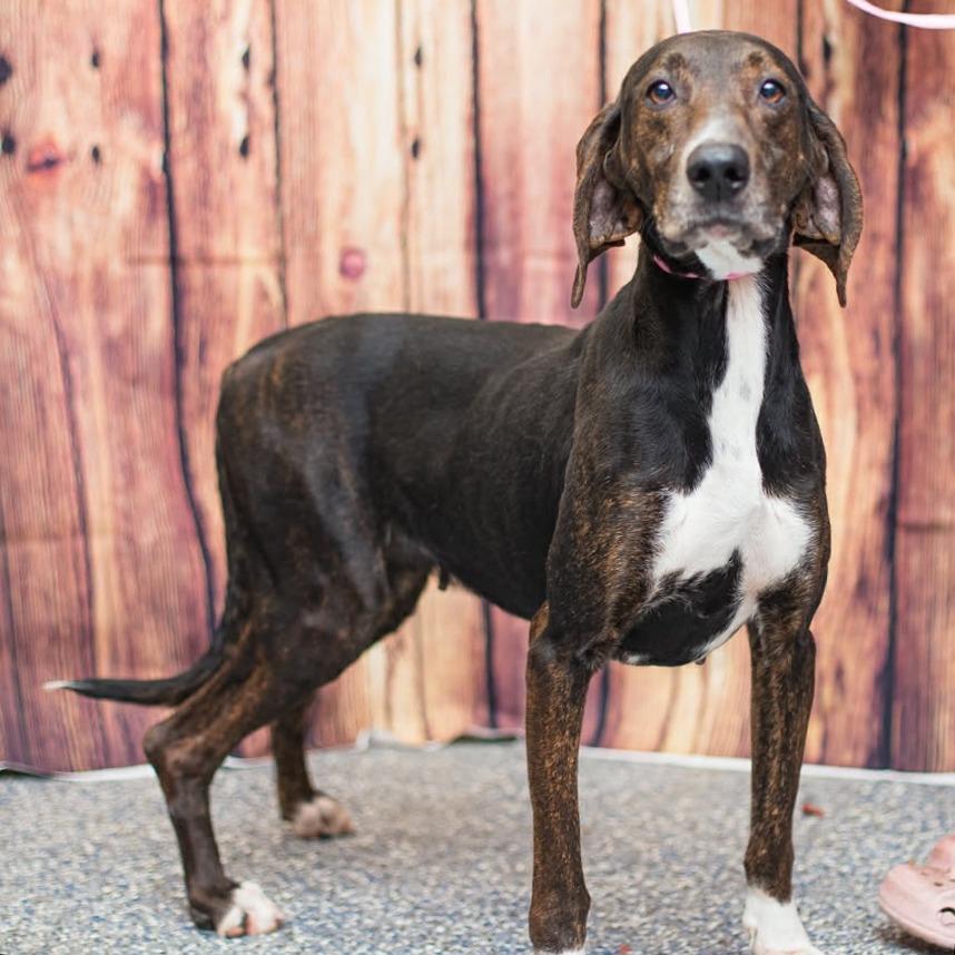 Shelby — thumbnail 3