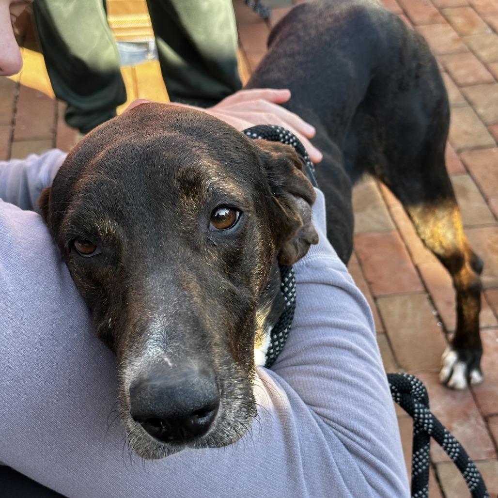 Shelby — thumbnail 4