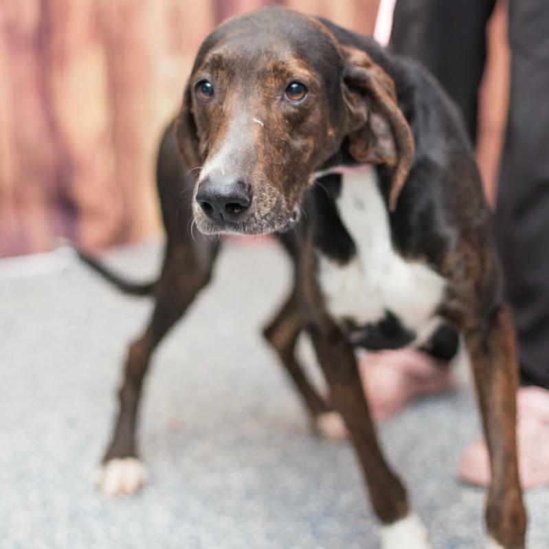 Shelby — thumbnail 5