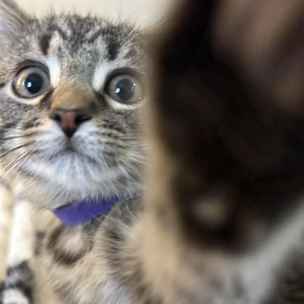 Pine, Adoptable, Kitten Male Domestic Short Hair.