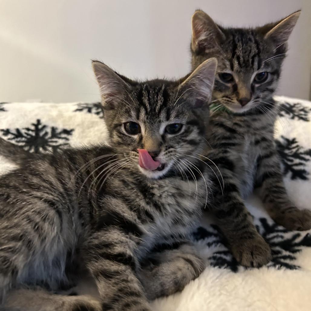 Enlarge Pine, a Adoptable Domestic Short Hair in Bloomington, IL image 2/6