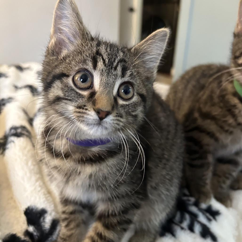 Enlarge Pine, a Adoptable Domestic Short Hair in Bloomington, IL image 3/6