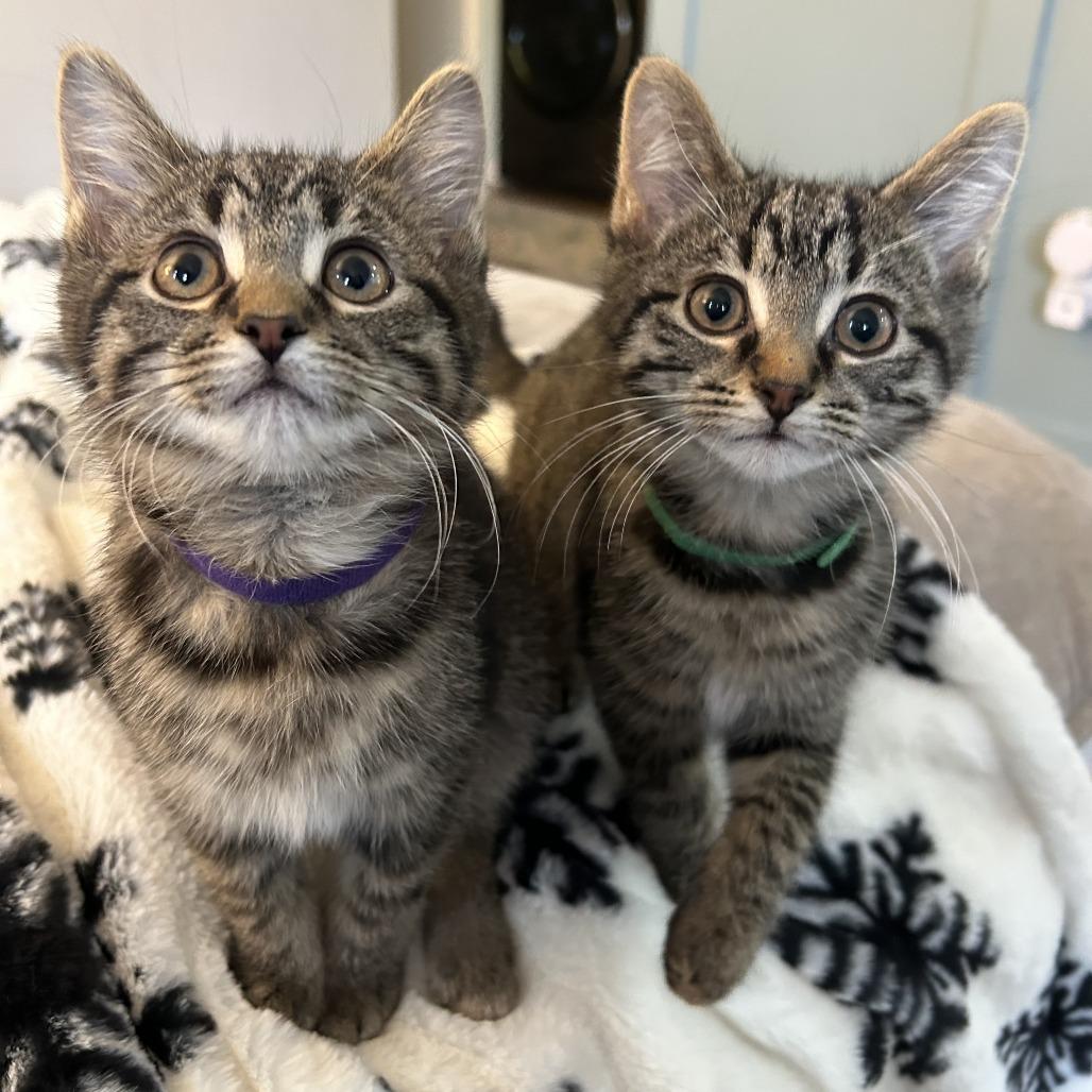 Enlarge Pine, a Adoptable Domestic Short Hair in Bloomington, IL image 4/6