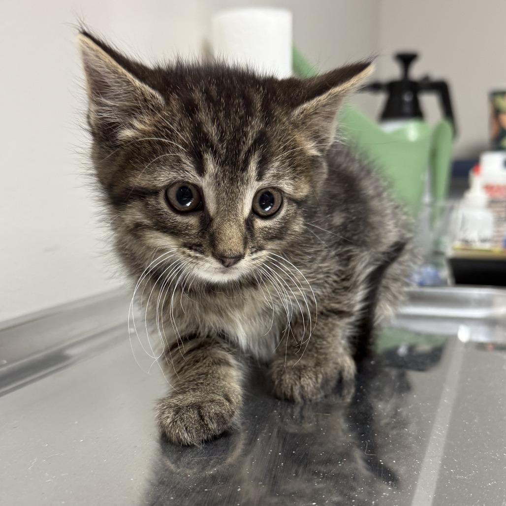 Enlarge Pine, a Adoptable Domestic Short Hair in Bloomington, IL image 5/6