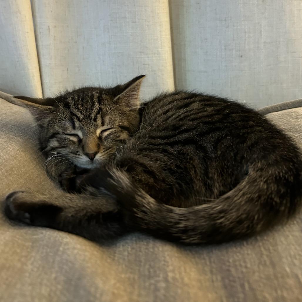 Enlarge Pine, a Adoptable Domestic Short Hair in Bloomington, IL image 6/6