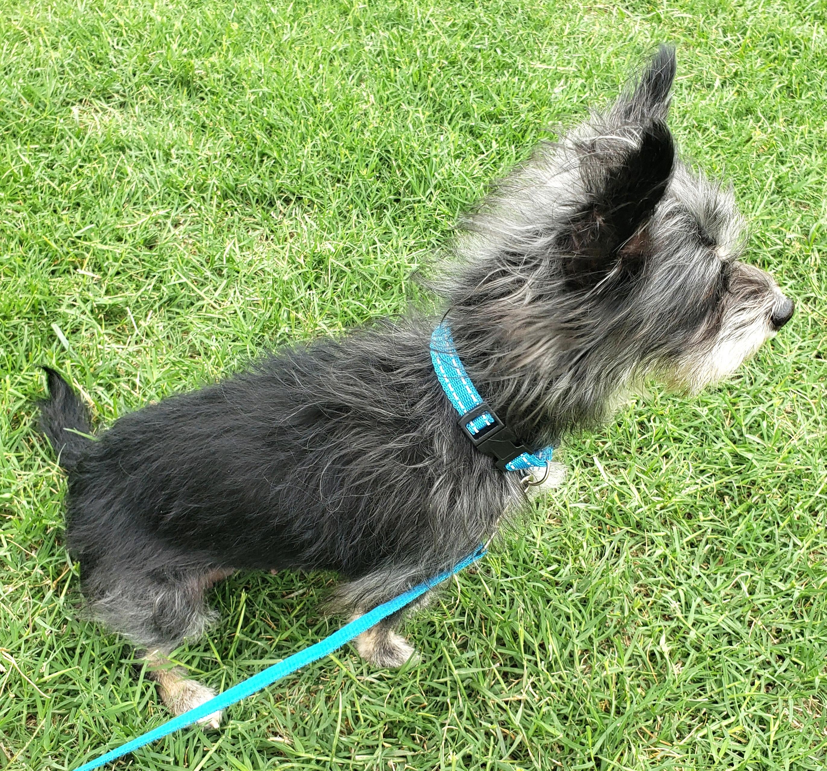 Enlarge Rachel - Adopted 05 16 2026, an adopted mixed breed in Norman, OK image 6/6