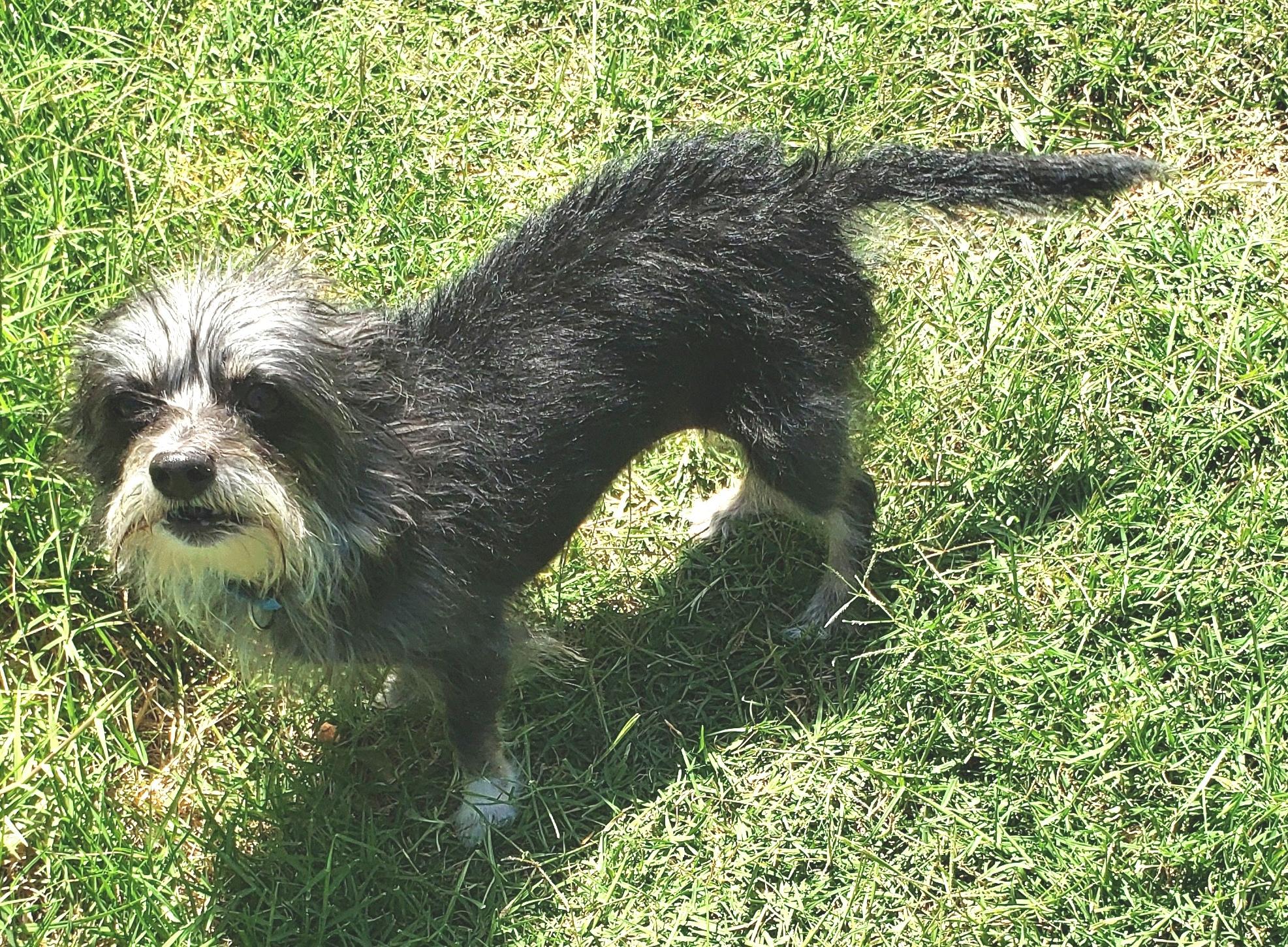 Enlarge Rachel - Adopted 05 16 2026, an adopted mixed breed in Norman, OK image 2/6
