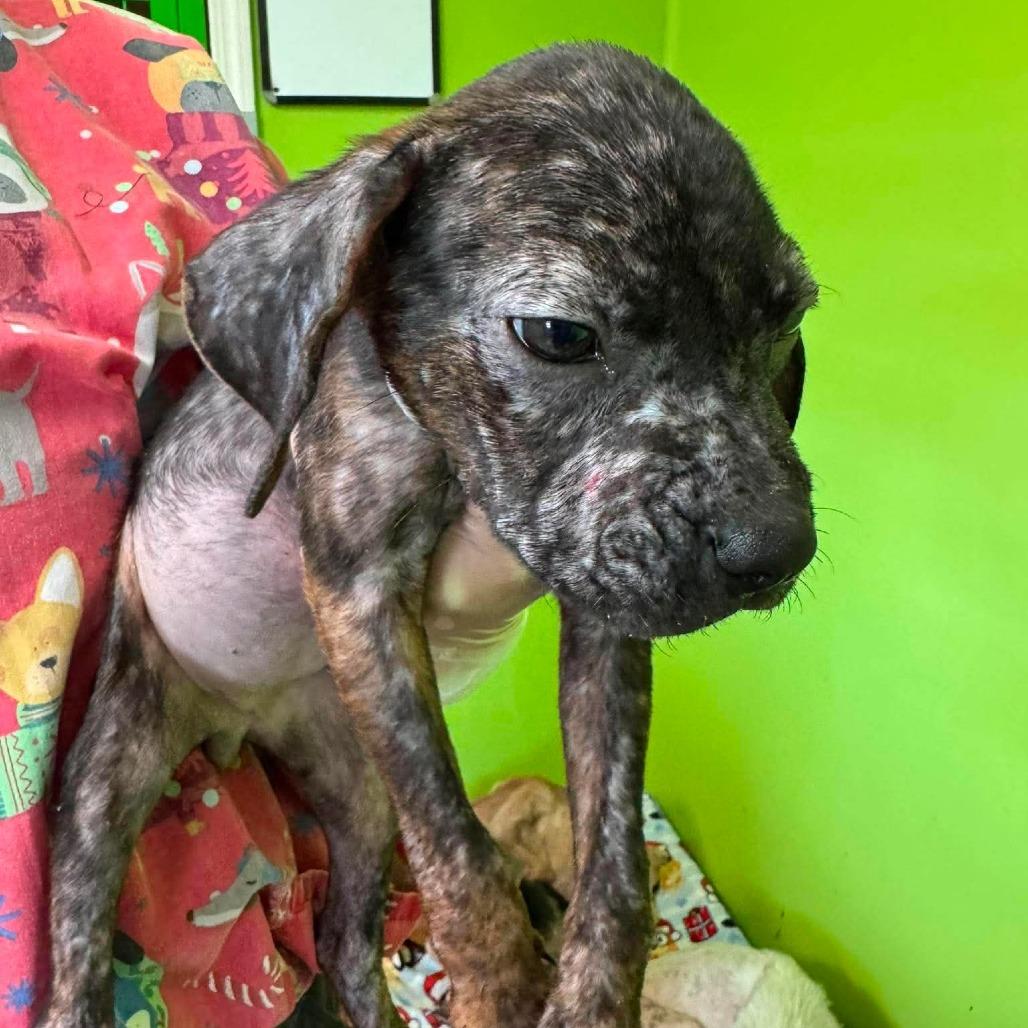 Enlarge Fuzzle, a Adoptable Mixed Breed in Jackson, MO image 1/4