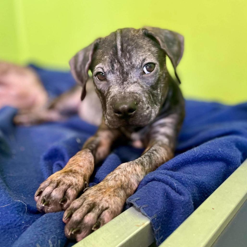 Enlarge Fuzzle, a Adoptable Mixed Breed in Jackson, MO image 2/4