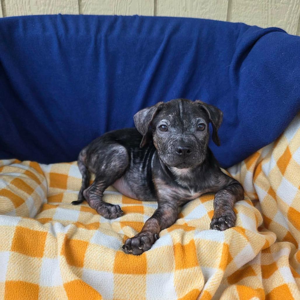 Enlarge Fuzzle, a Adoptable Mixed Breed in Jackson, MO image 3/4