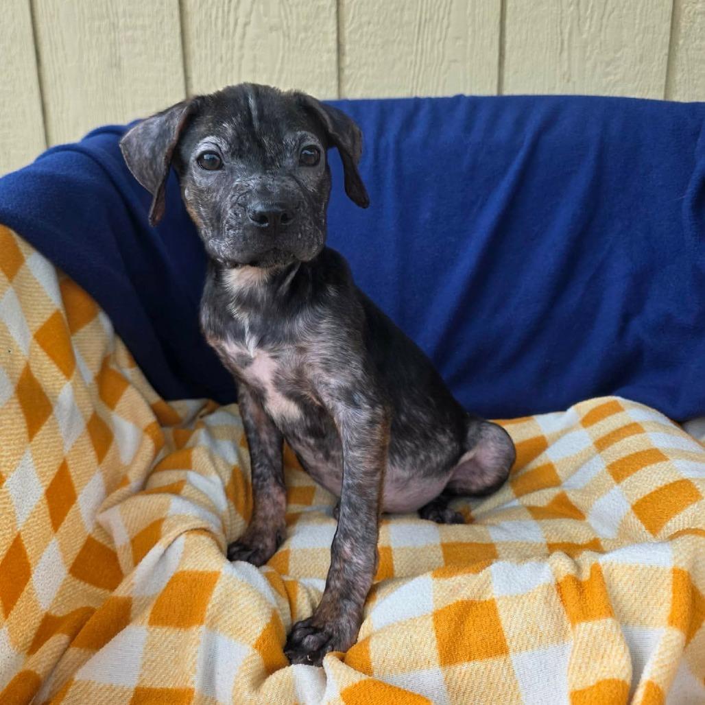 Enlarge Fuzzle, a Adoptable Mixed Breed in Jackson, MO image 4/4