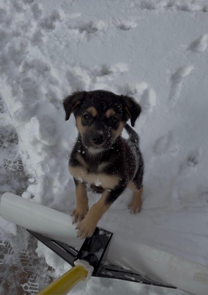 Tortellini, Adoptable, Puppy Male Labrador Retriever & Shepherd.