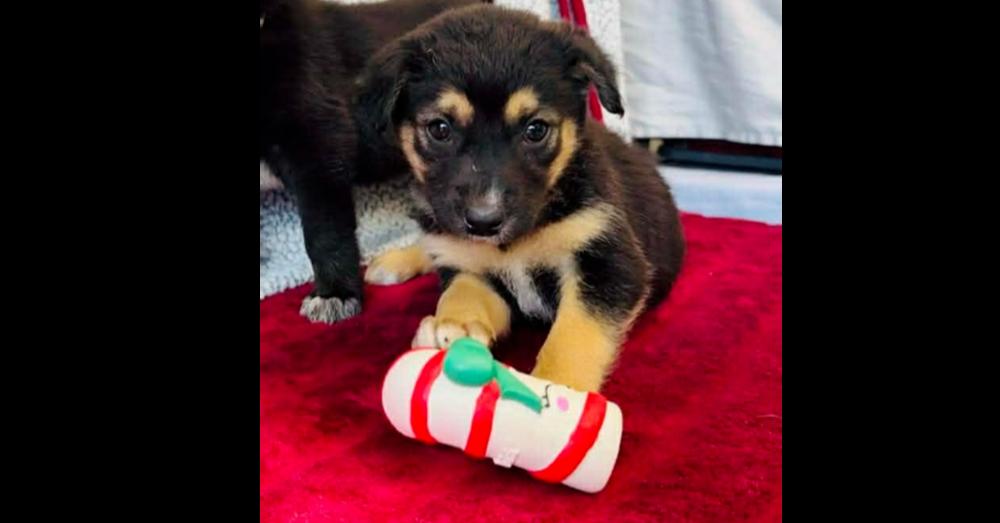 Enlarge Tortellini, a Adoptable mixed breed in Aurora, CO image 1/1