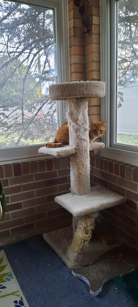 Klaus-located in the west end of Allentown, Adopted, Adult Male Domestic Short Hair.