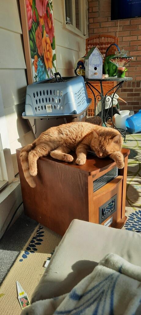 Enlarge Klaus-located in the west end of Allentown, a Adopted Domestic Short Hair in Glen Lyon, PA image 2/6